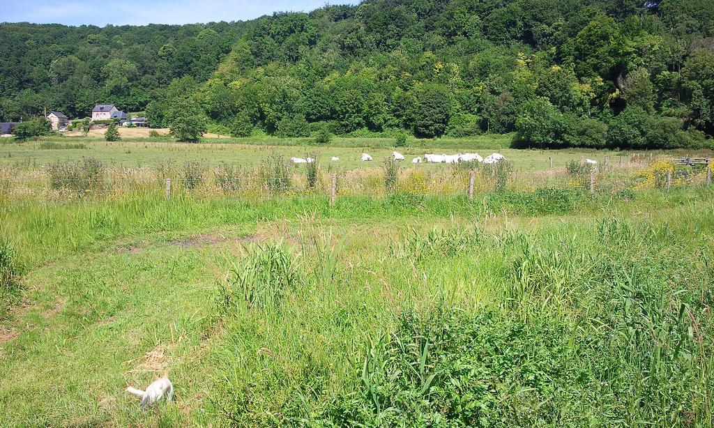 Cabane Perchee Dans La Prairie De L'Ancien Moulin Valmont  Bilik gambar